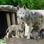 Tras la orden de Trump que revisa la protección del lobo gris y el lobo mexicano en Estados Unidos, México reitera su compromiso con la especie y fortalece acciones para su conservación