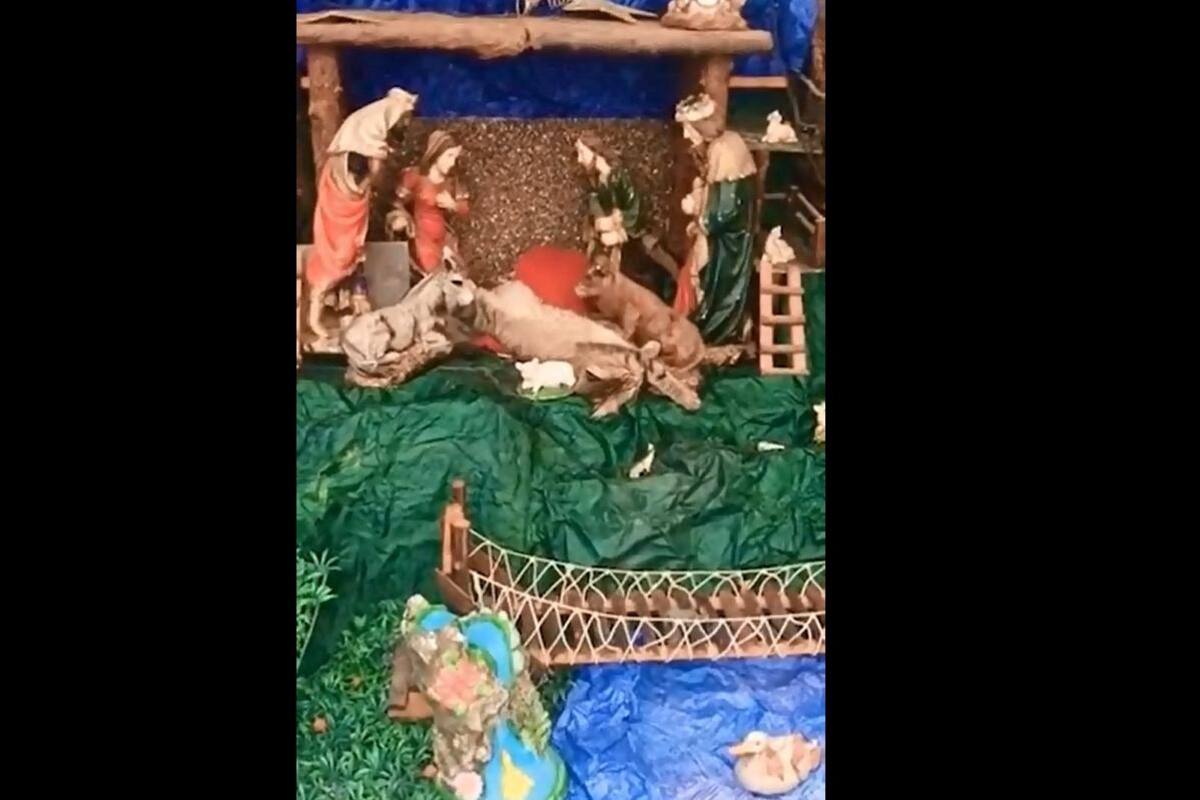 VIRAL TIKTOK: Gatita se queda dormida en el pesebre del nacimiento de su dueña