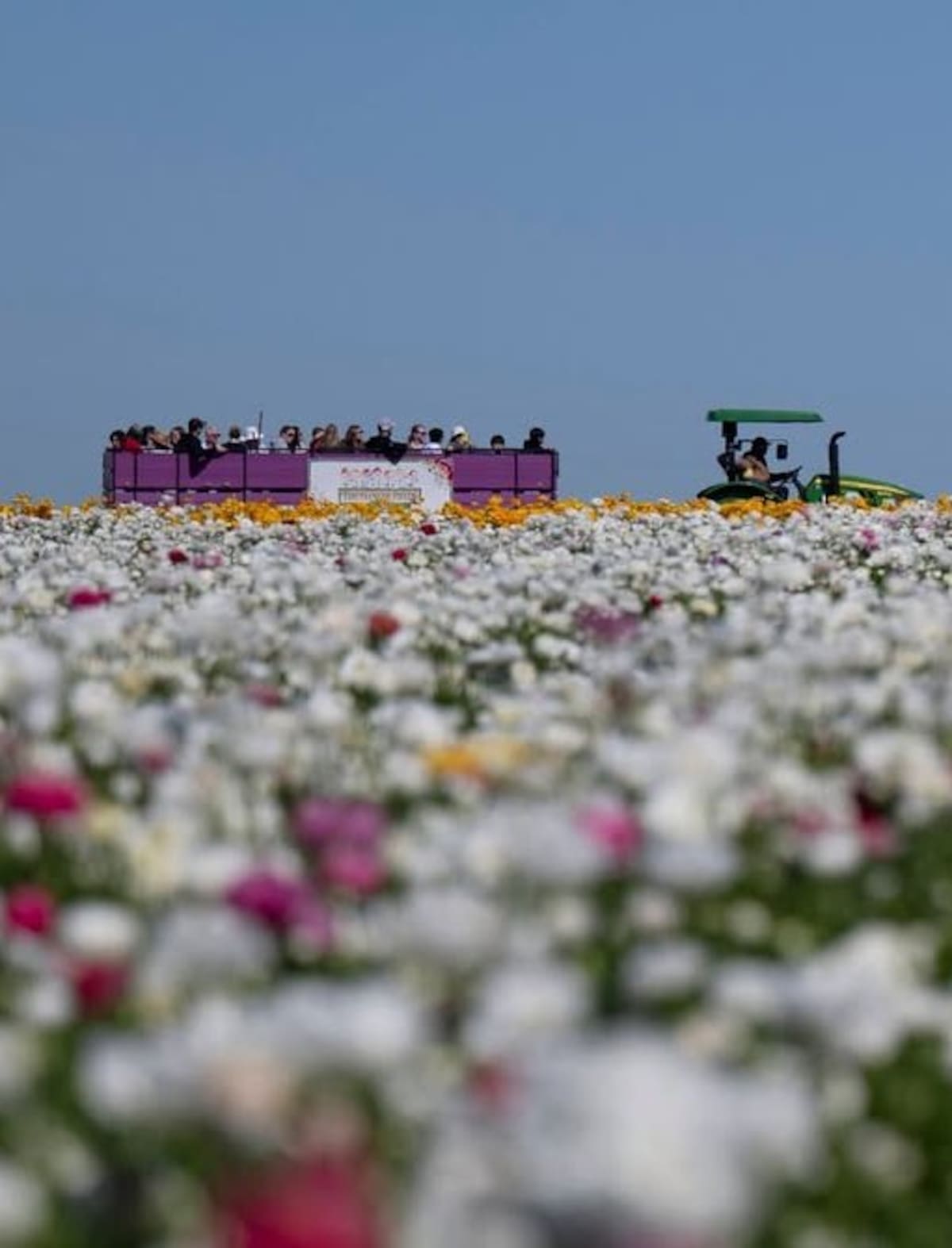 Desde el domingo 1 de marzo y hasta el 10 de mayo, este espectáculo de la naturaleza estará abierto al público. Foto: Cortesía