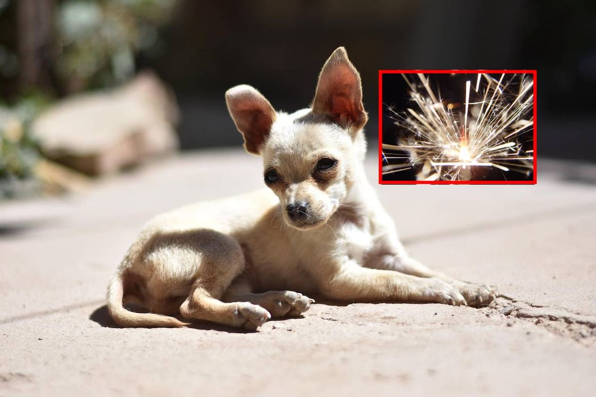 Animalistas denuncian falta de sanciones en uso de pirotecnia