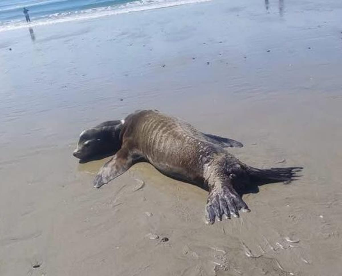 Autoridades de Playas de Rosarito informaron que un lobo marino permanece varado en la playa cercana al Baja California Center y que se dio aviso a la Profepa para su atención. Foto: Cortesía