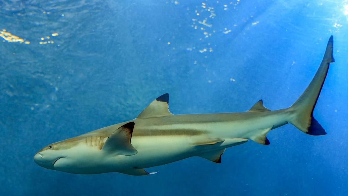 Ataque de tiburón en la playa Chifre de Brasil le cuesta la vida a un joven de 13 años y reactiva las alertas en decenas de costas