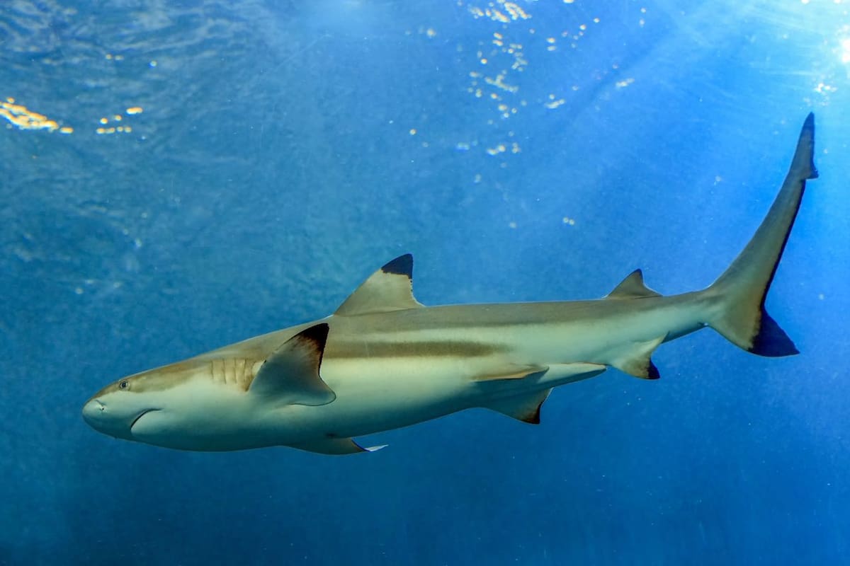 Ataque de tiburón en la playa Chifre de Brasil le cuesta la vida a un joven de 13 años y reactiva las alertas en decenas de costas