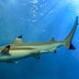 Tercer ataque fatal de tiburón en cuatro semanas en Australia: un pescador submarino murió frente a la costa de Albany