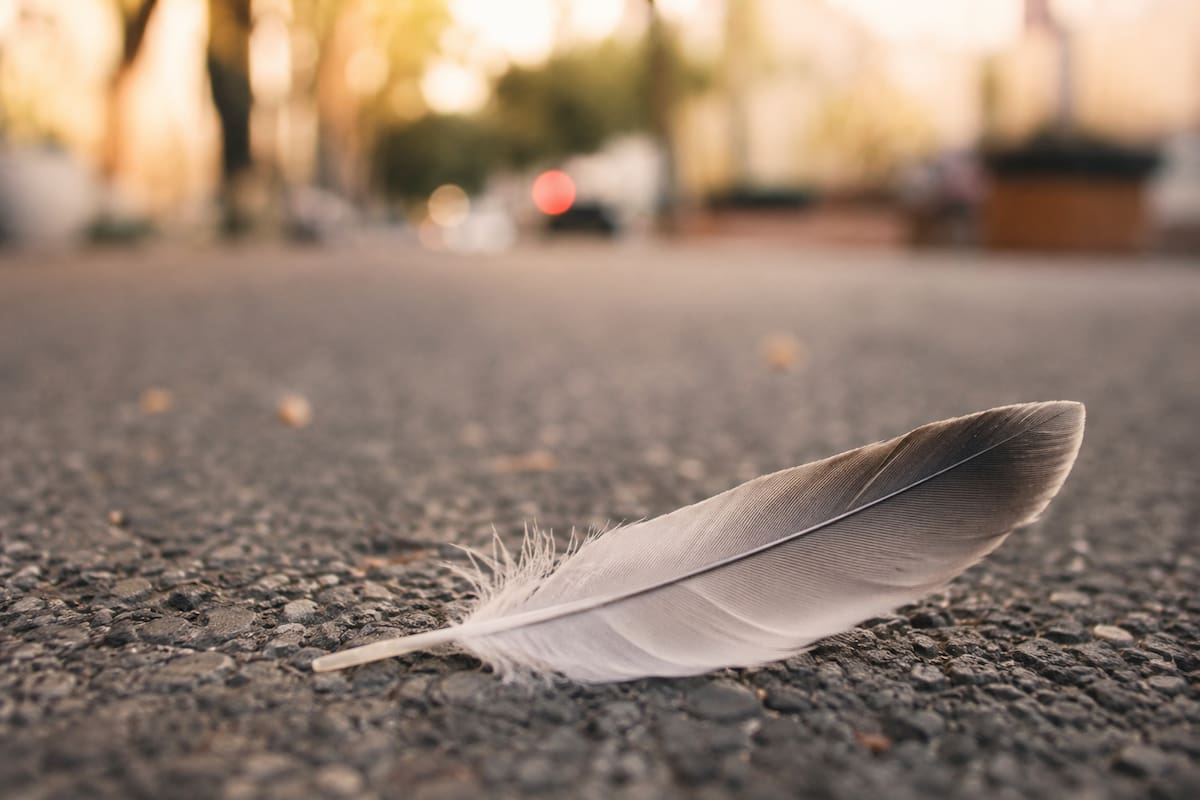 ¿Qué significa encontrar una pluma en tu camino? Esto dicen las distintas creencias