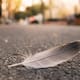 ¿Qué significa encontrar una pluma en tu camino? Esto dicen las distintas creencias