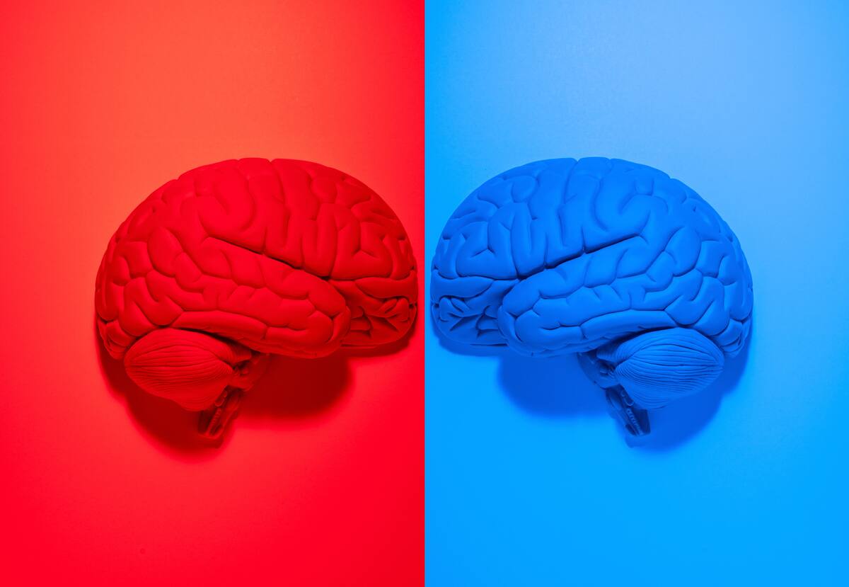 Vibrantly colored red and blue anatomical human brain models facing each other on red and blue backgrounds
