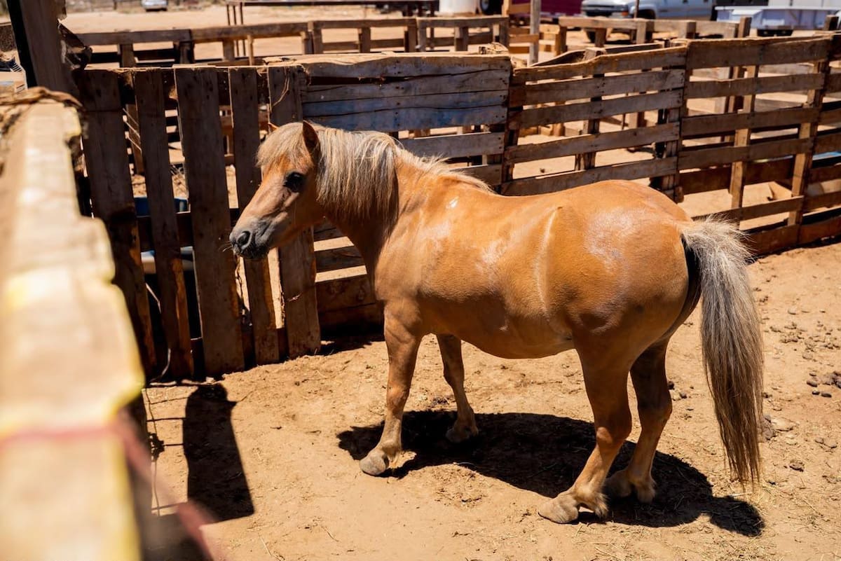 Autoridades municipales acudieron a revisar las condiciones de un pony tras una denuncia difundida en redes sociales; iniciaron un procedimiento para determinar responsabilidades.
Fotos: Cortesía.