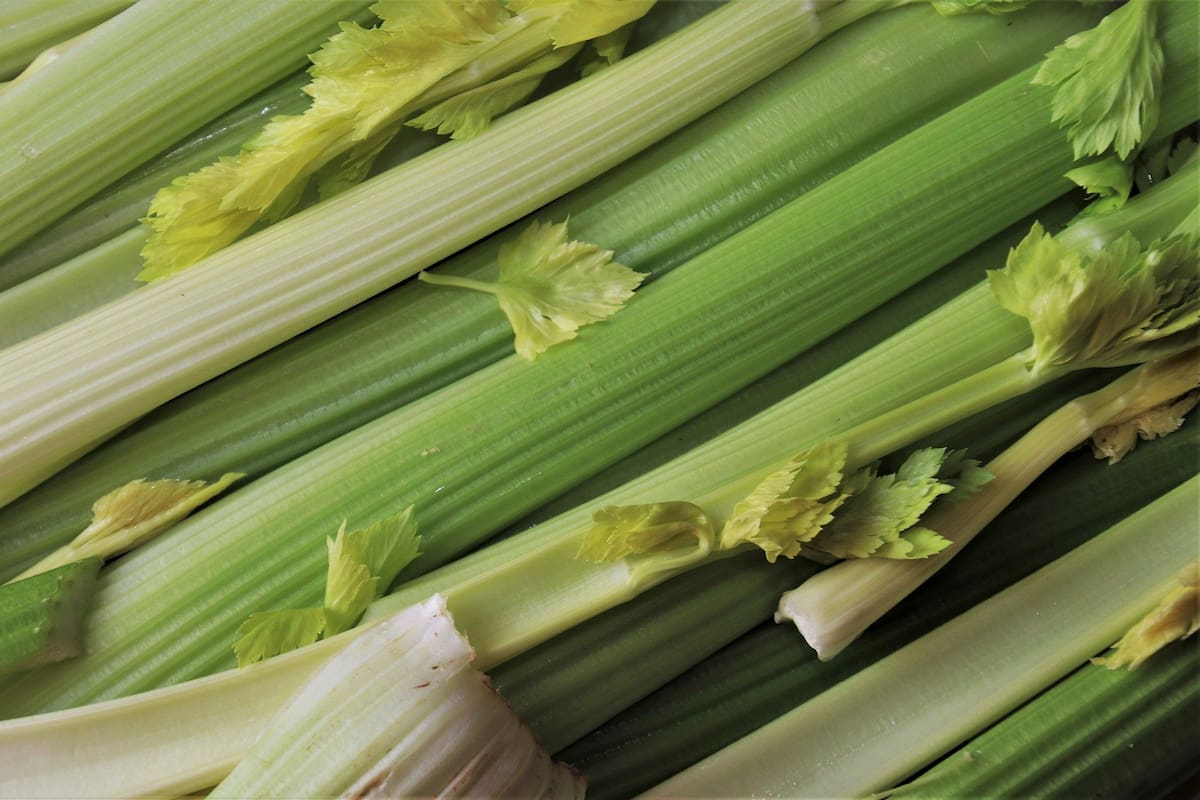 Conoce los beneficios de tomar jugo de apio