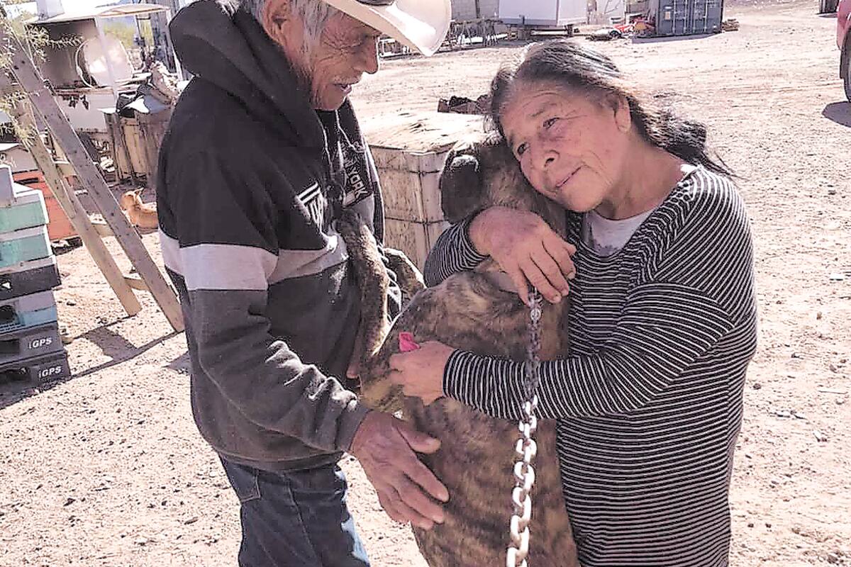 Necesitan más apoyo hermanos rescatistas de perros