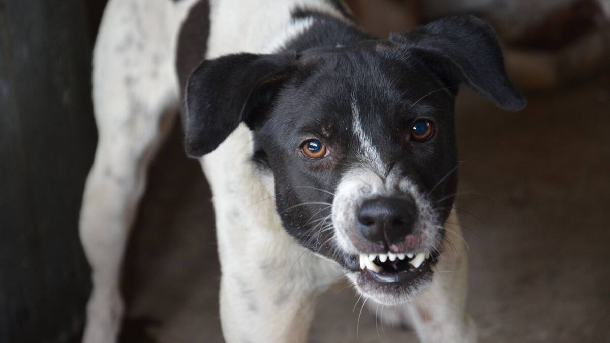 Agresividad canina | Foto: Especial