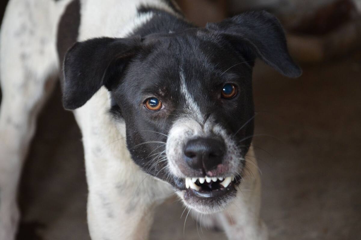 ¿Por qué los perros son agresivos? Esto dice Harvard