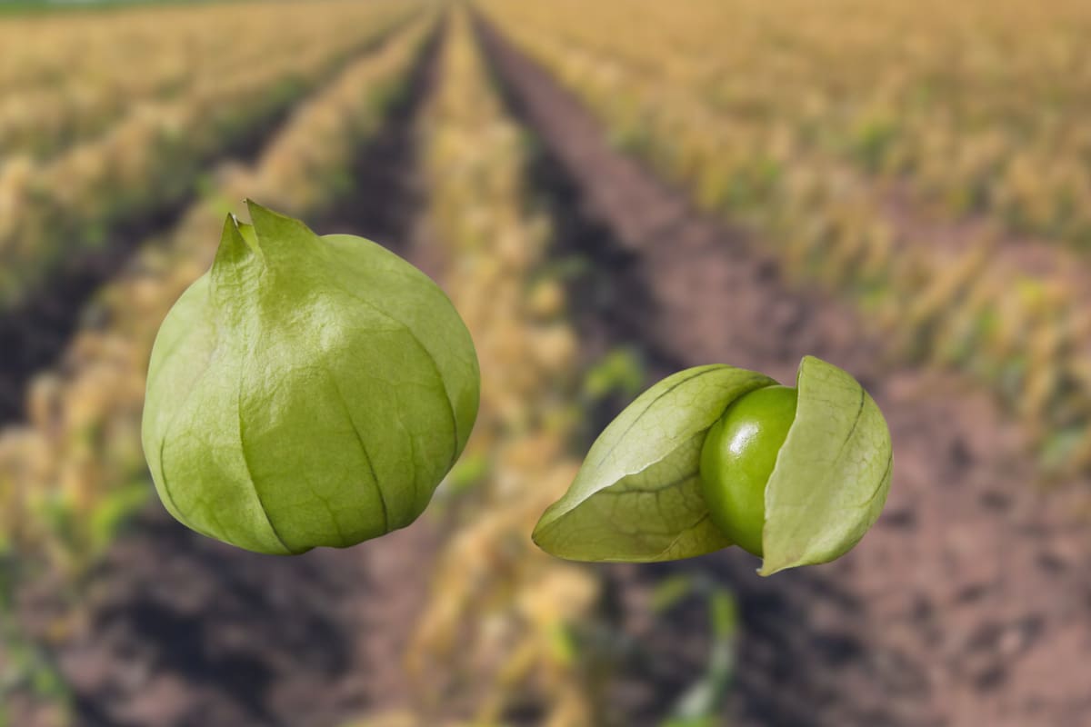 Bajos precios afectan a hortaliceros del Bajo Río Mayo: Orduño