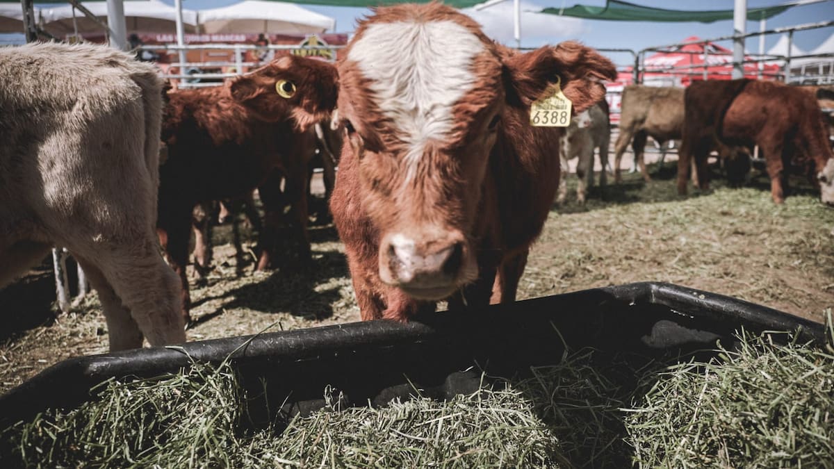 México crea consejo científico para combatir el gusano barrenador; la plaga ya llegó a 30 estados