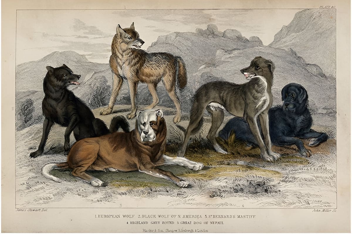 ¿Cómo los lobos se convirtieron en perros? El fascinante camino de la domesticación