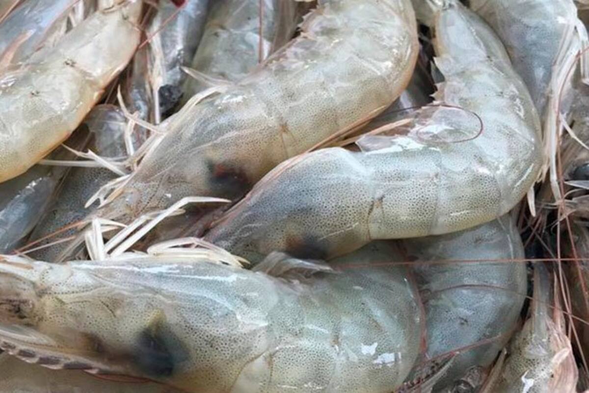 Granjas de Sonora se benefician al subir consumo de camarón