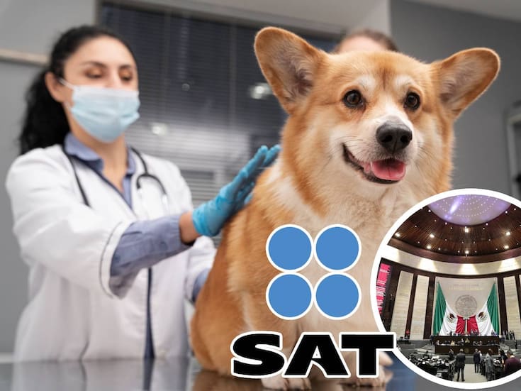 Proponen diputados deducir gastos veterinarios en la declaración anual del SAT: Así sería el beneficio fiscal para dueños de mascotas
