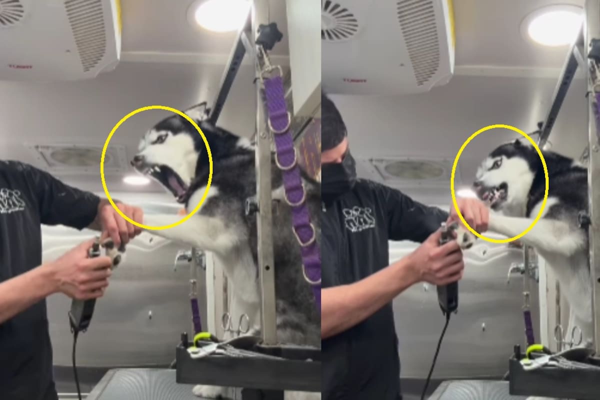 Estilista graba el drama de un husky después de su cita de baño, corte de pelo y uñas