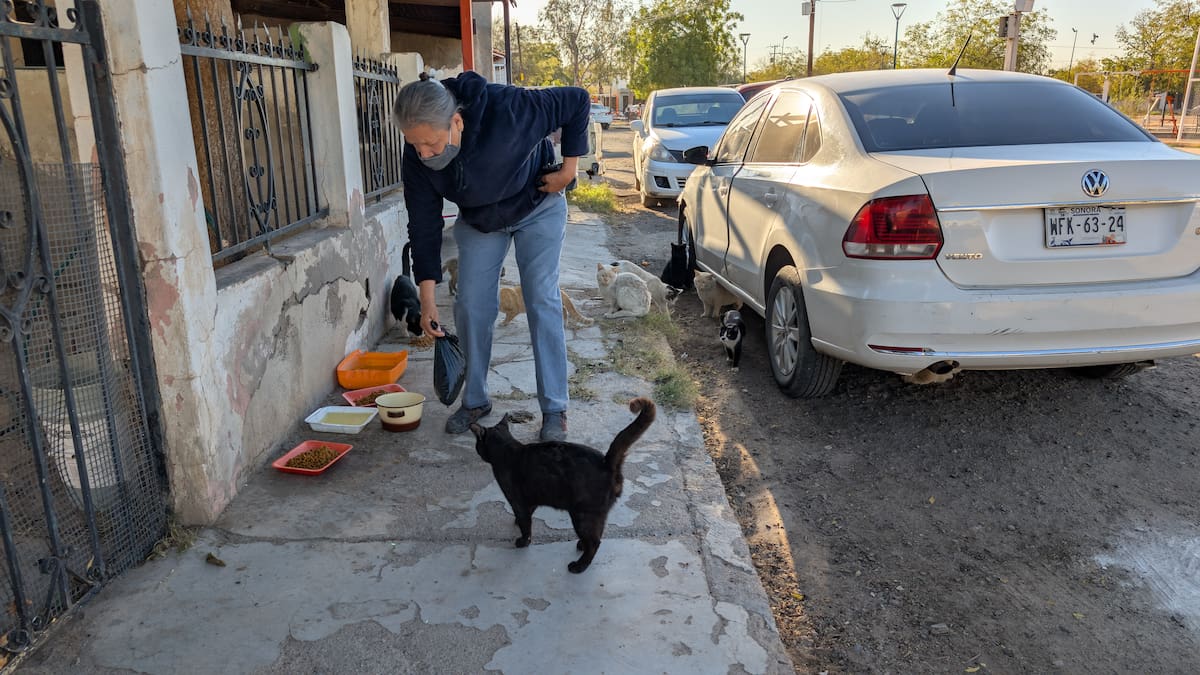 El resto de las aves como palomas esperan su turno, pues bajan a comer hasta que se van los pichones. Después comen los gatos y perros. FOTOS: JULIÁN ORTEGA