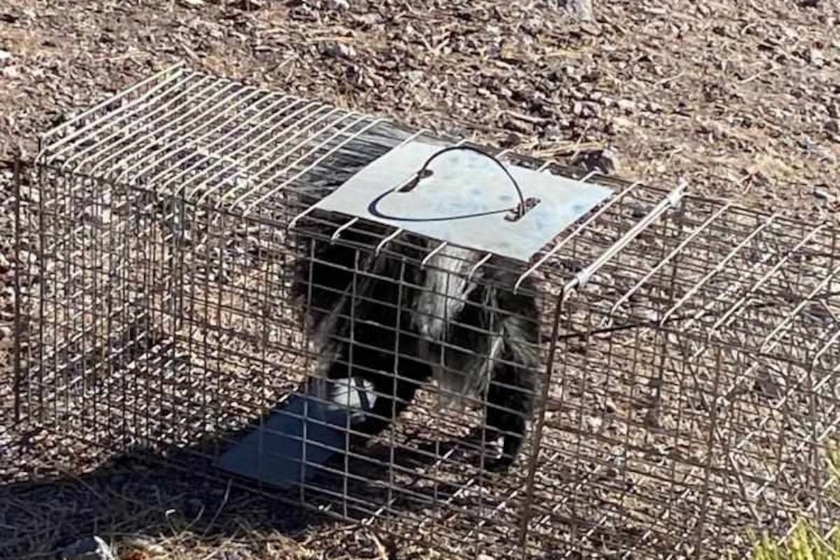 Capturan especie de Zorrillo en maquiladora de Nogales