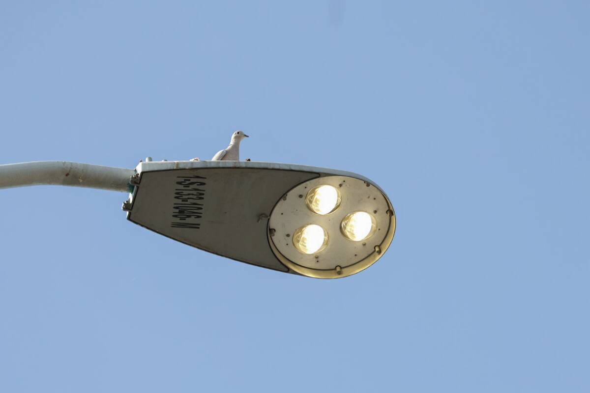 Arrestan en Hermosillo a una persona mientras intentaba robar energía de la red de alumbrado público