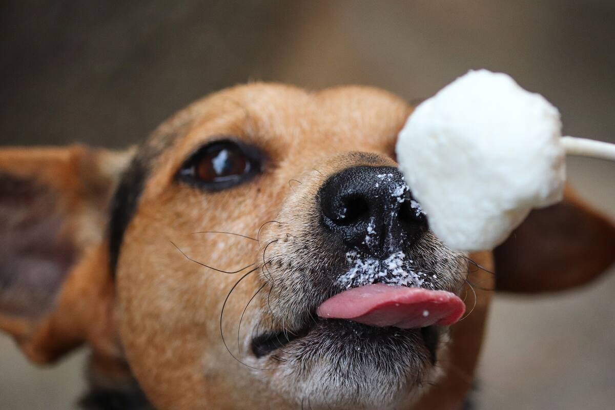 Hombre muere tras lamida de perro que lo infectó con rara bacteria