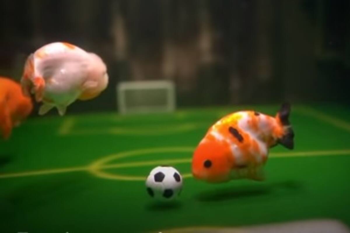 VIDEO: ¿Sabías que los peces juegan futbol? Descubre cómo un joven cantonés creó su propio equipo de futbol con tan sólo una pecera y sus mascotas