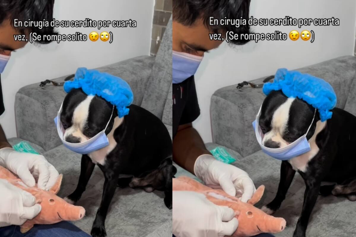 Joven repara el peluche favorito de su perro de forma creativa y se vuelve viral