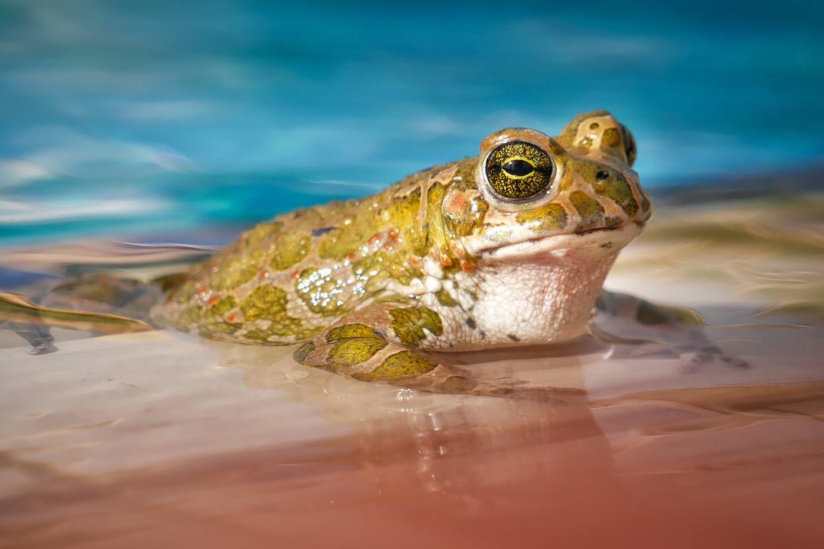 Crean robots biológicos con células madre de las ranas