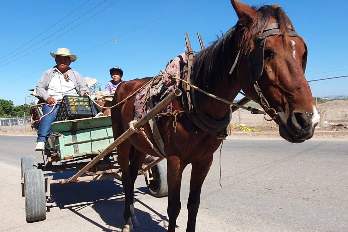 Navojoa: Arriba de su carreta, Ramona deja atrás momentos difíciles