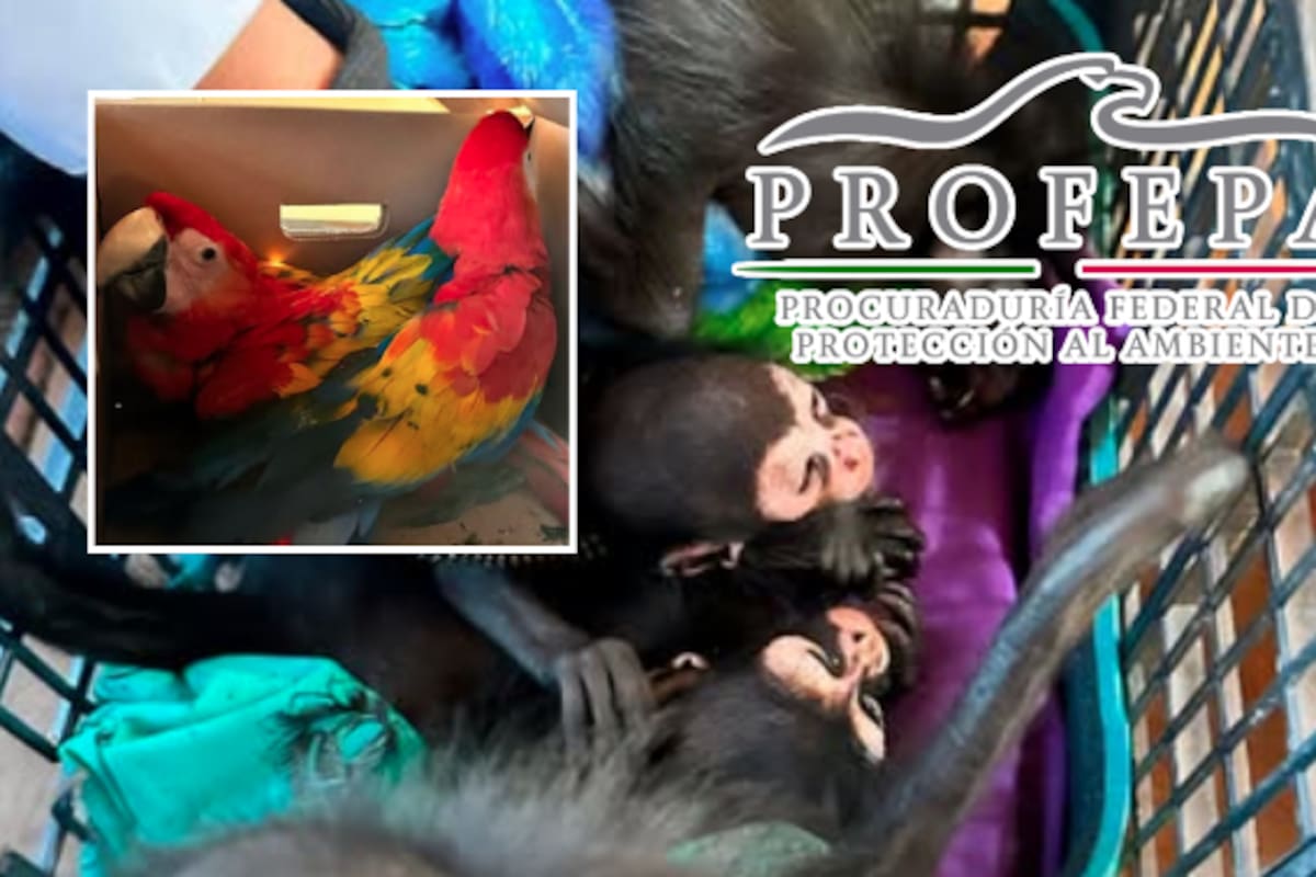 Rescatan en Chiapas 17 animales en peligro: aseguran 9 monos araña y 8 guacamayas en operativo contra tráfico de especies