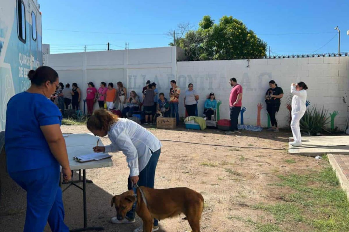 Con nuevo quirofano movil buscan impulsar esterilizaciones en Cajeme