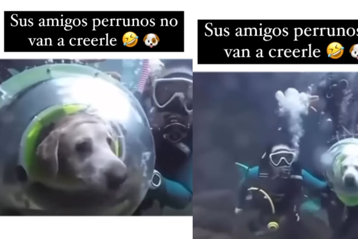 VIDEO: Captan a un perro bajo el mar completamente equipado con traje de buzo