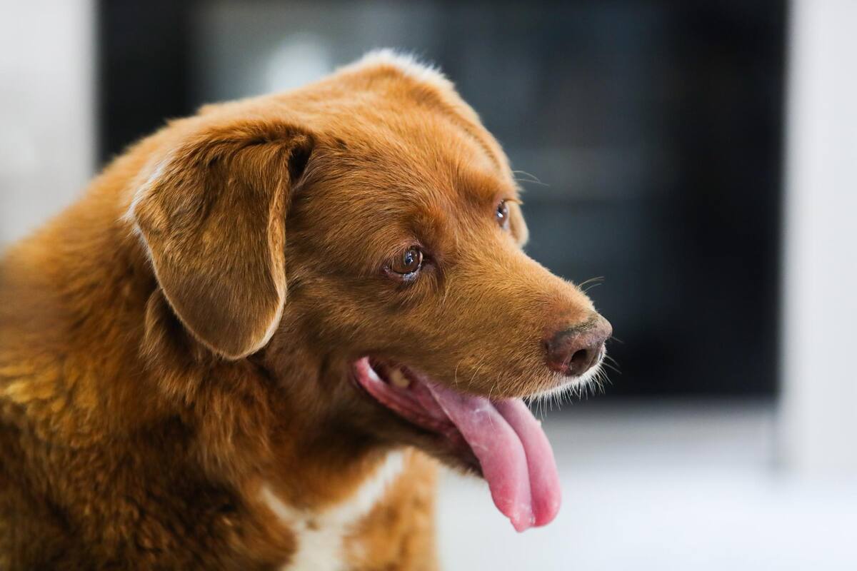 Retiran récord Guinness a Bobi, el supuesto “perro más anciano del mundo”