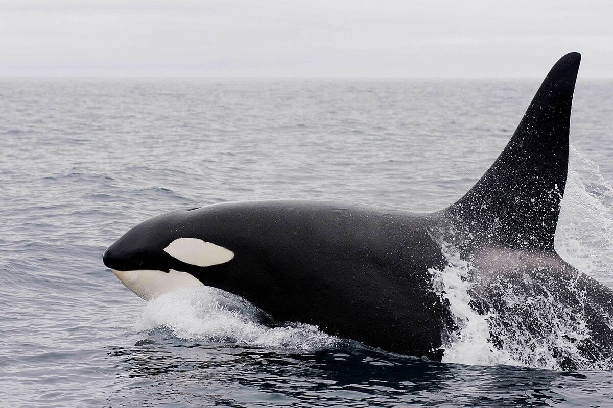 VIDEO: Orca realiza 'Belly Roll' cerca de un barco pesquero en California