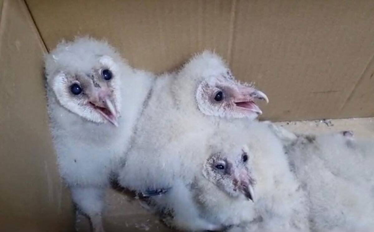 Las lechuzas comen de noche y por ahora se les suministra carne y solo dos de ellos no han comido muy bien.