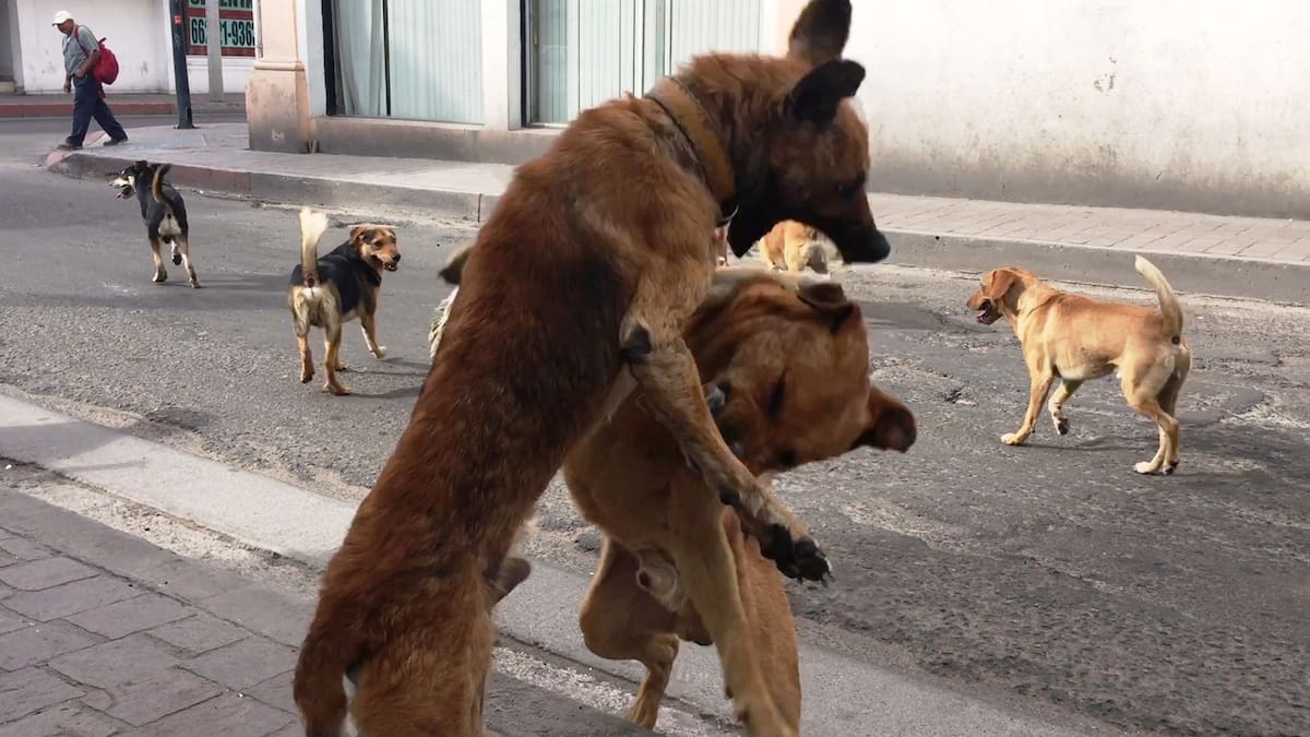 Rescatistas y especialistas alertan que el abandono de mascotas ha derivado en la formación de jaurías de perros ferales que representan un riesgo ambiental y sanitario. FOTO: BANCO DIGITAL