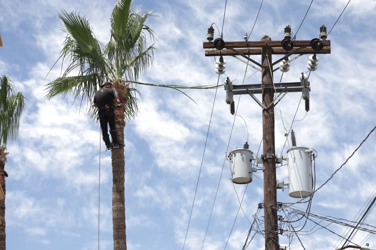 Podaba una palmera y queda atrapado tras tocar cables de alta tensión