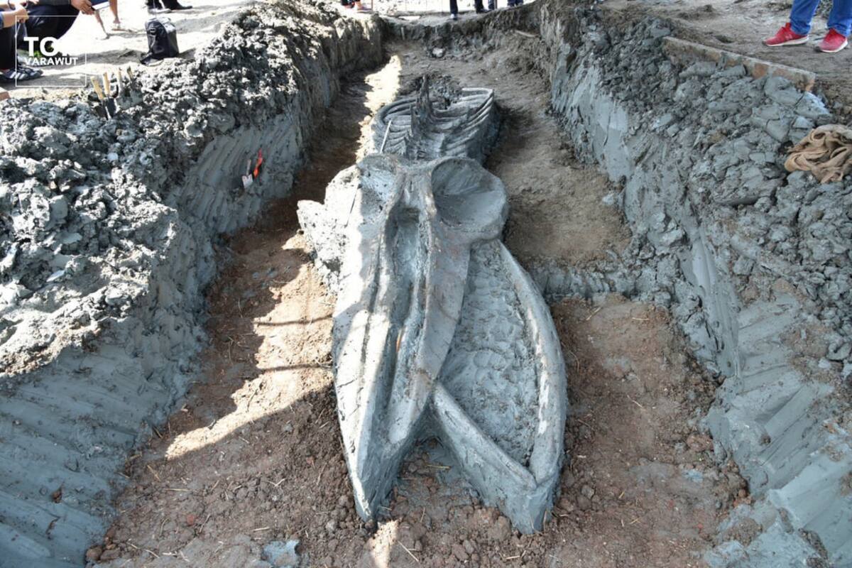 Encuentran esqueleto de ballena de hace unos 5 mil años