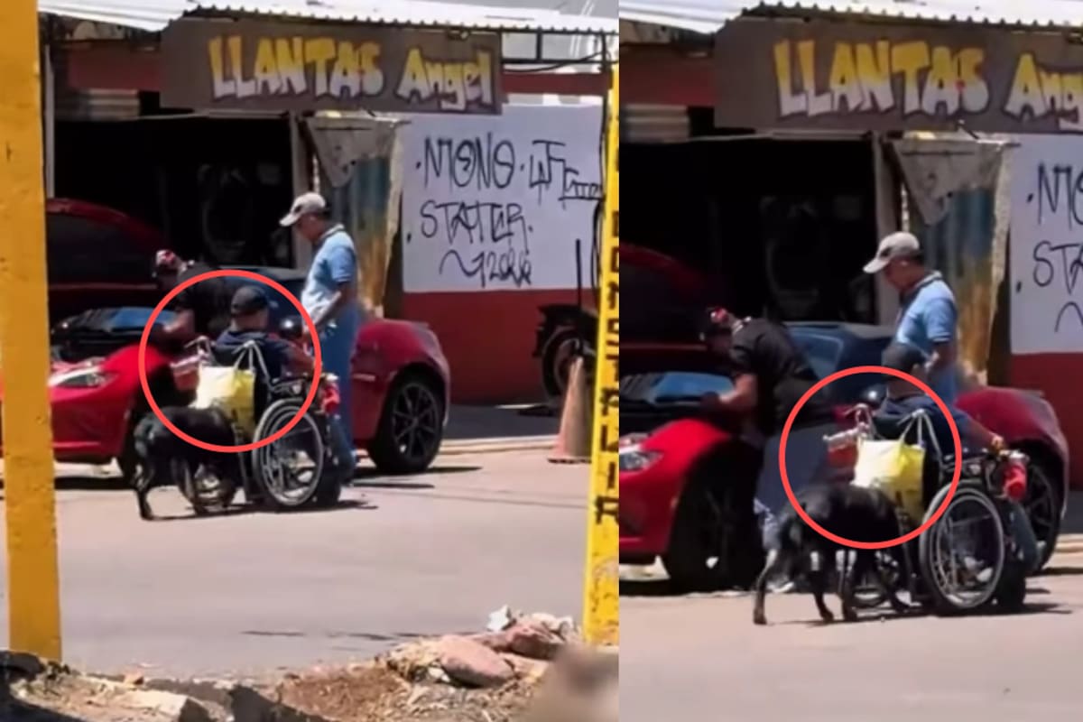 “Cosas que pasan en México”: lomito empuja a su dueño en silla de ruedas por el tráfico