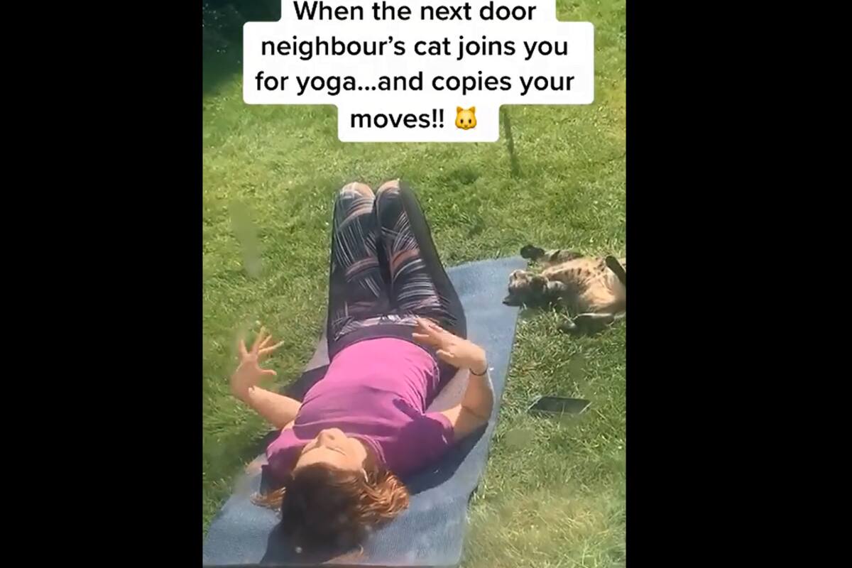 VIRAL TIKTOK: Mujer busca a su gato y este aparece haciendo ejercicio con su vecina