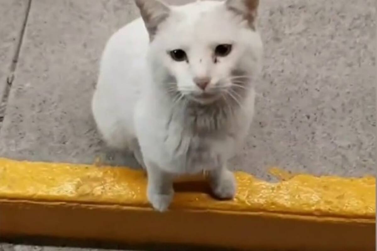 Gatito callejero tiene peculiar manera de pedir comida afuera de una tienda