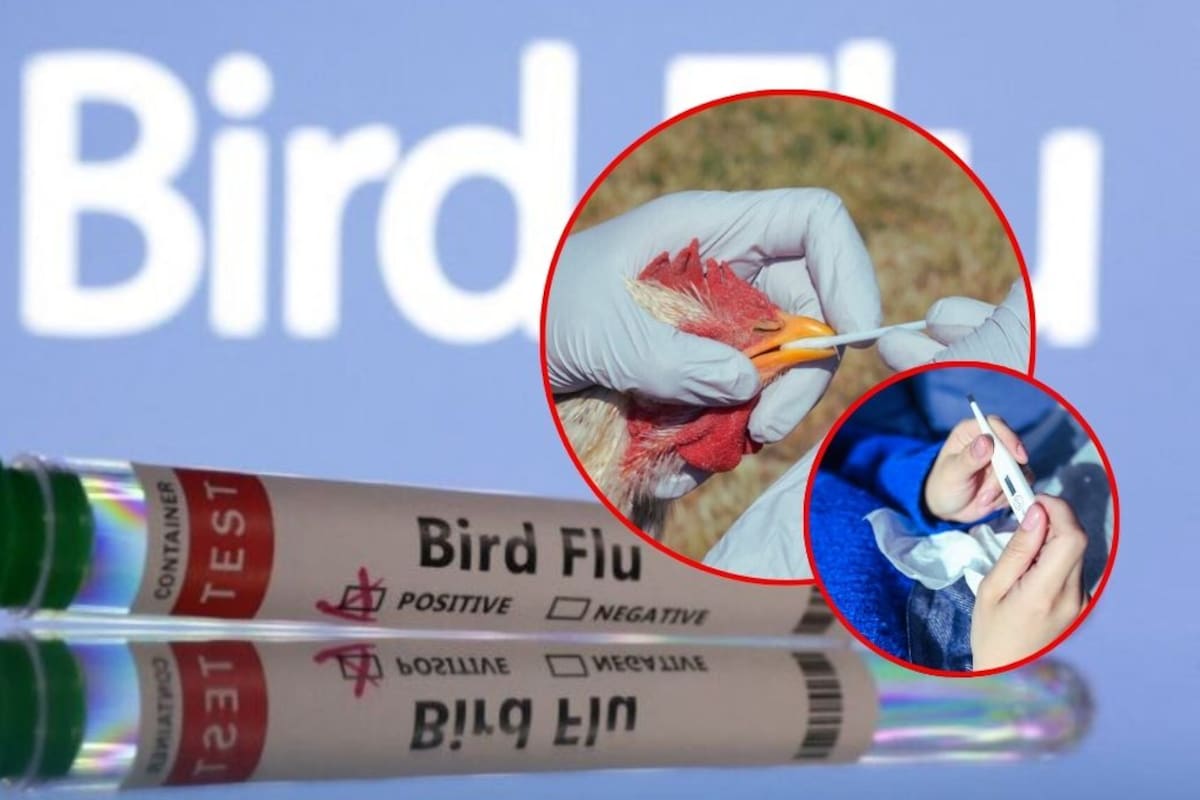 Investigación revela cómo el virus de la gripe aviar resiste a las altas temperaturas de la fiebre humana y alerta sobre su potencial pandémico
