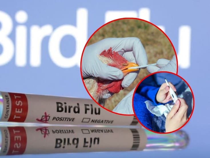 Investigación revela cómo el virus de la gripe aviar resiste a las altas temperaturas de la fiebre humana y alerta sobre su potencial pandémico