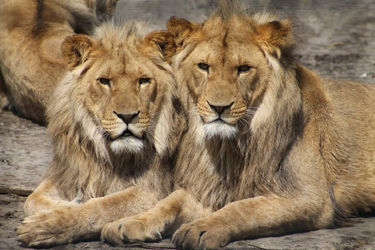 Sacrifican a leones tras asesinar y devorar el cuerpo de un guía en un parque de Sudáfrica