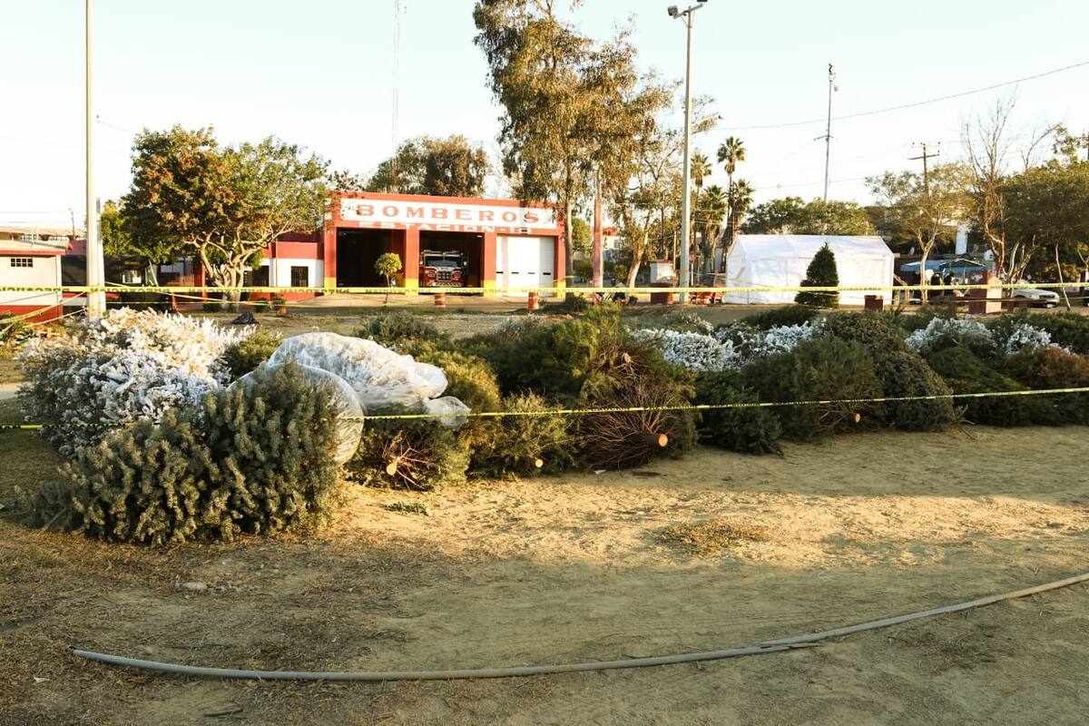 Ayuntamiento de Tijuana invita a reciclar árboles navideños