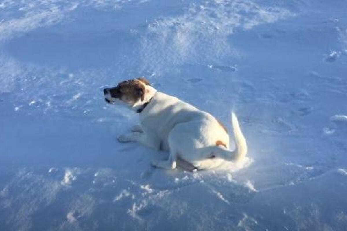 VIDEO: Perrito queda encantado con paseo en la nieve