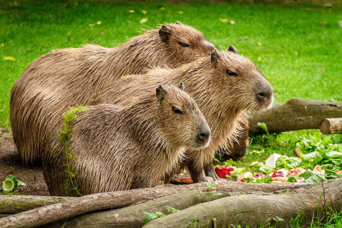 Razones por las que no es recomendable tener una Capibara en casa