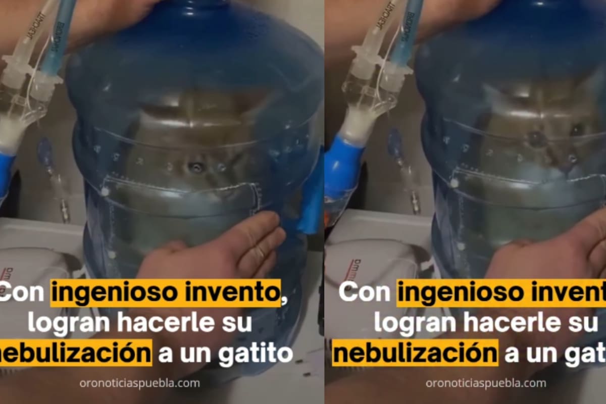 Familia se vuelve viral por la forma ingeniosa en la que nebulizan a su gato