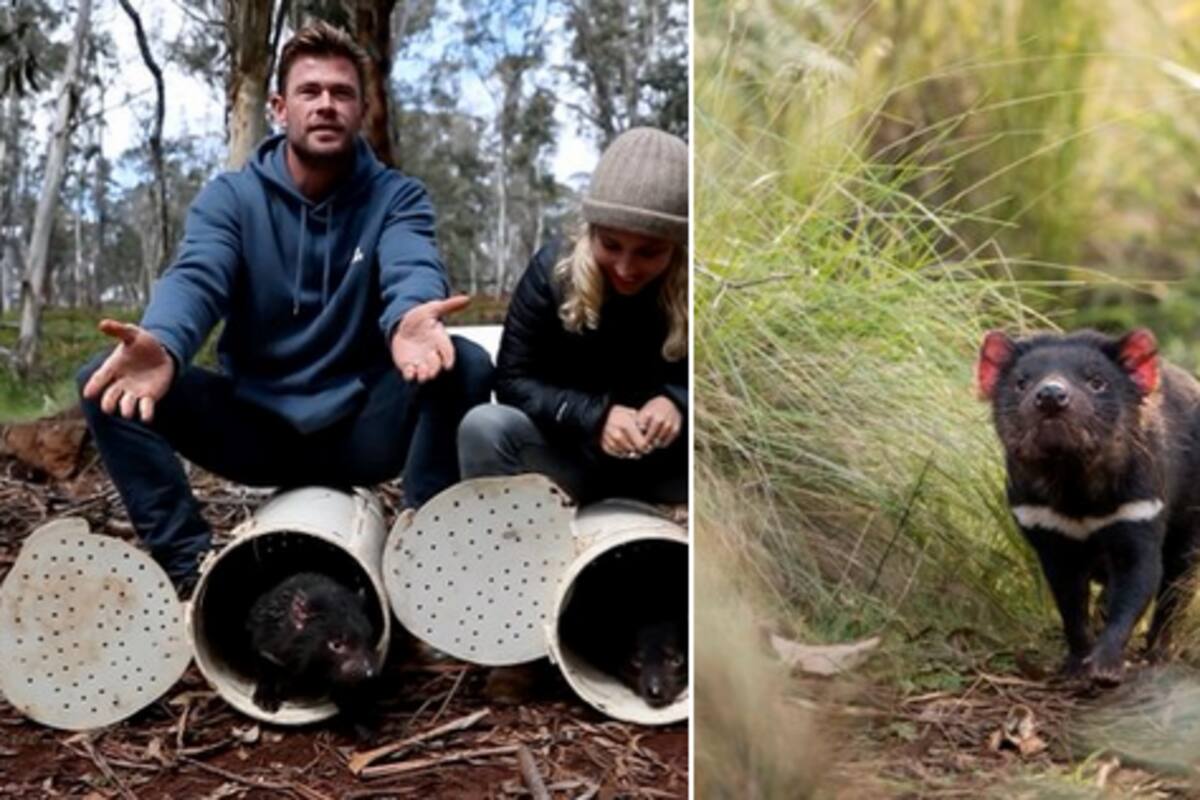Chris Hemsworth y Elsa Pataky ayudan a demonios de Tasmania a regresar a Australia continental